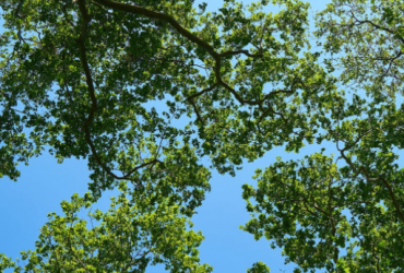 حقوق محیط زیست