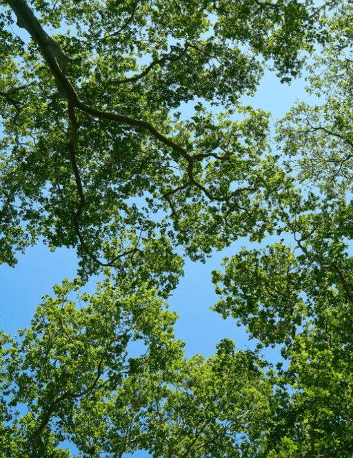 حقوق محیط زیست